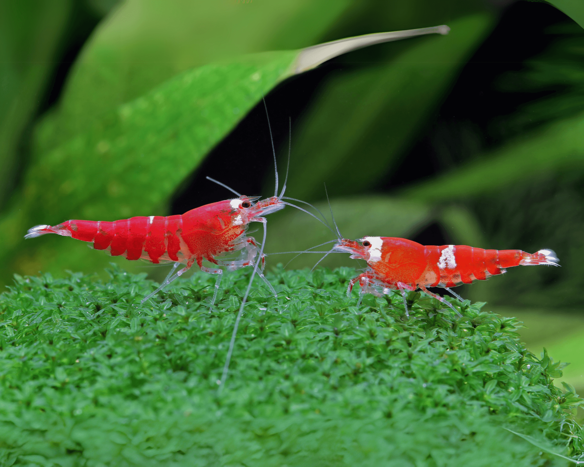 Crystal Red Shrimp